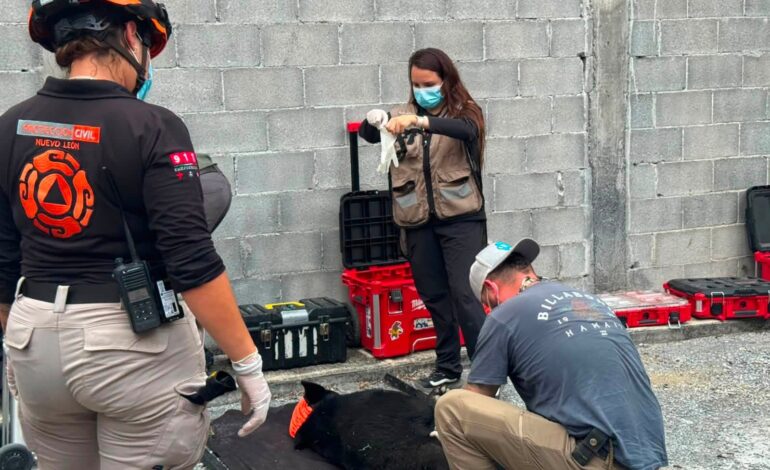 Rescatan a oso lesionado tras ser atropellado en la Carretera Nacional
