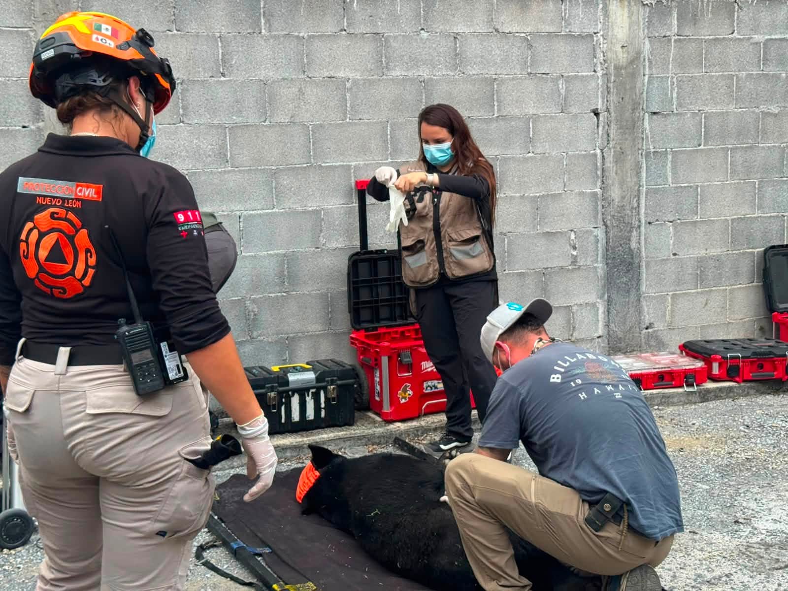 Rescatan a oso lesionado tras ser atropellado en la Carretera Nacional