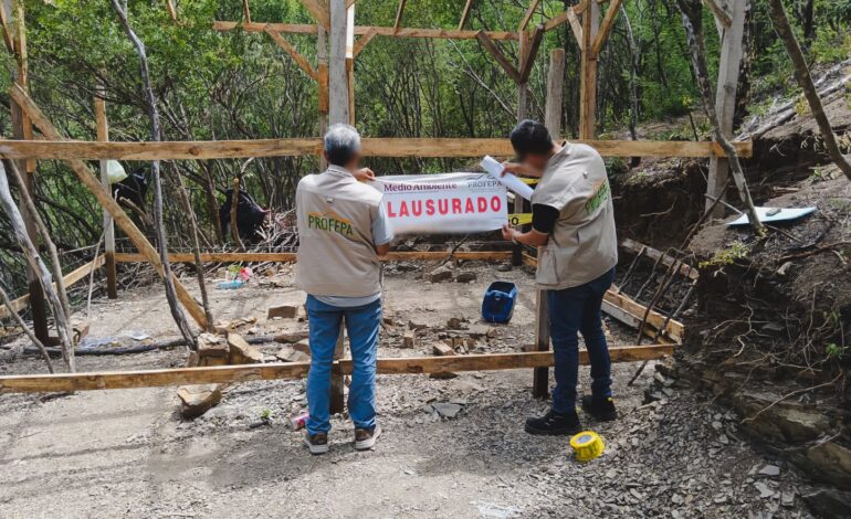Profepa clausura 10 lotes por tala ilegal en el Cerro de la Silla