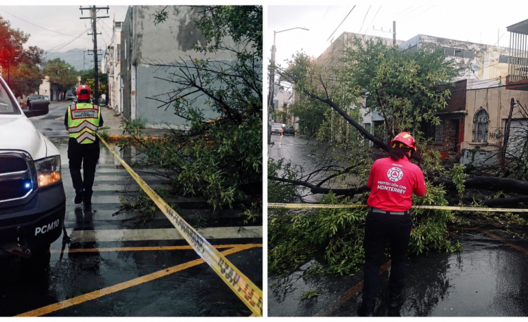 Lluvias y fuertes vientos derriban árboles y dañan infraestructura en Monterrey